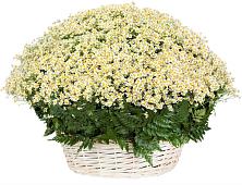 Цветочная композиция из Ромашки в корзине #REPLACE_PRED# Городище Пензенской области